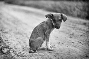 Dogs-that-live-on-the-street-2-576x384