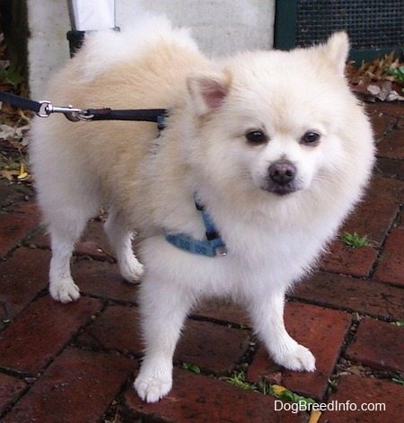 pomeranian