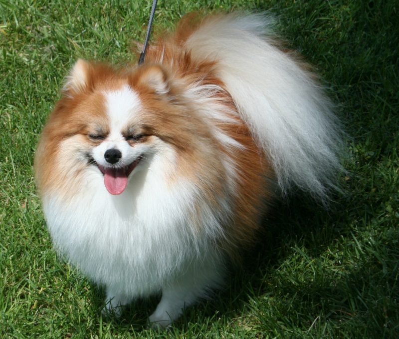 pomeranians