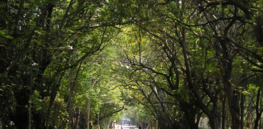 forest IIT MADRAS