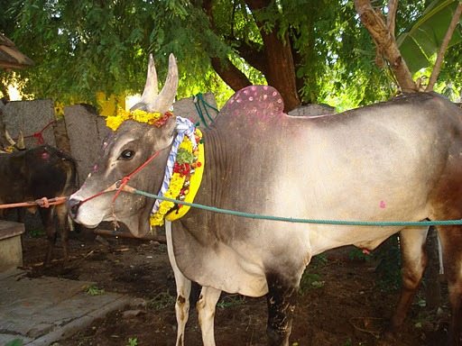 muttu pongal