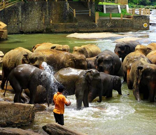 pinnawala-elephant-orphanage-8