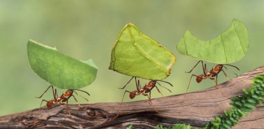 Leaf cutter ants (Atta cephalotes) carrying leaves, close-up