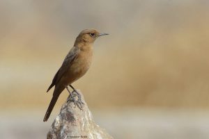 bird-watching-in-khonoma