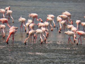 flamingos