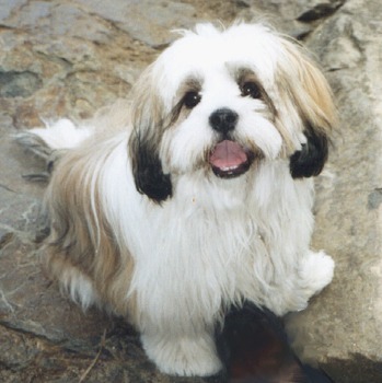 lhasa-apso2