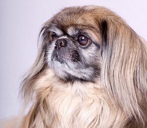 pekingesef5