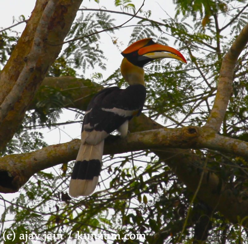 Visit Kaziranga- Immerse Into The Wilderness!