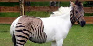 10 Animal Hybrids that are hard to believe actually exist!