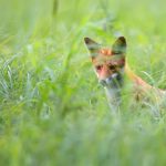 Fox in the wild