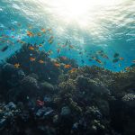 Coral Reef Red Sea Egypt Marsa Alam