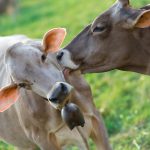 Cow licking the ears