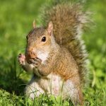 grey squirrel