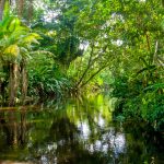 Amazon-Jungle-Yasuni-Ecuador-3