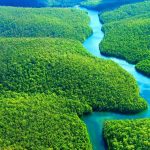 amazon-rain-forest-2