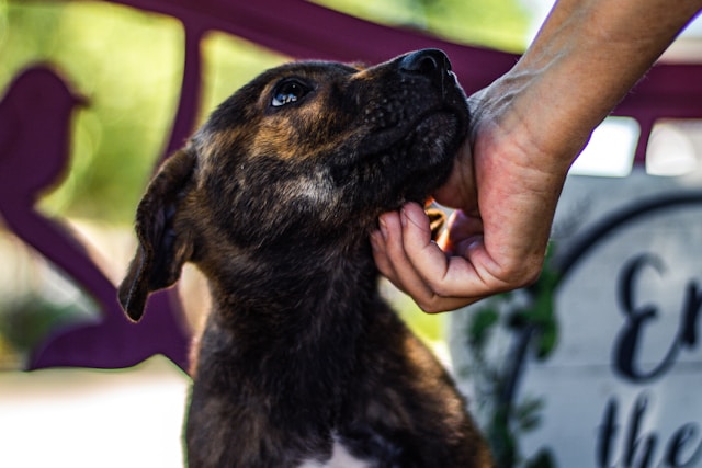 20 Kind Habits to Adopt in New Year 2026 kind habits of loving animals