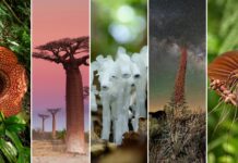 32 Most Unique Flowers of the World
