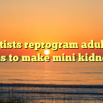 Scientists reprogram adult skin cells to make mini kidneys