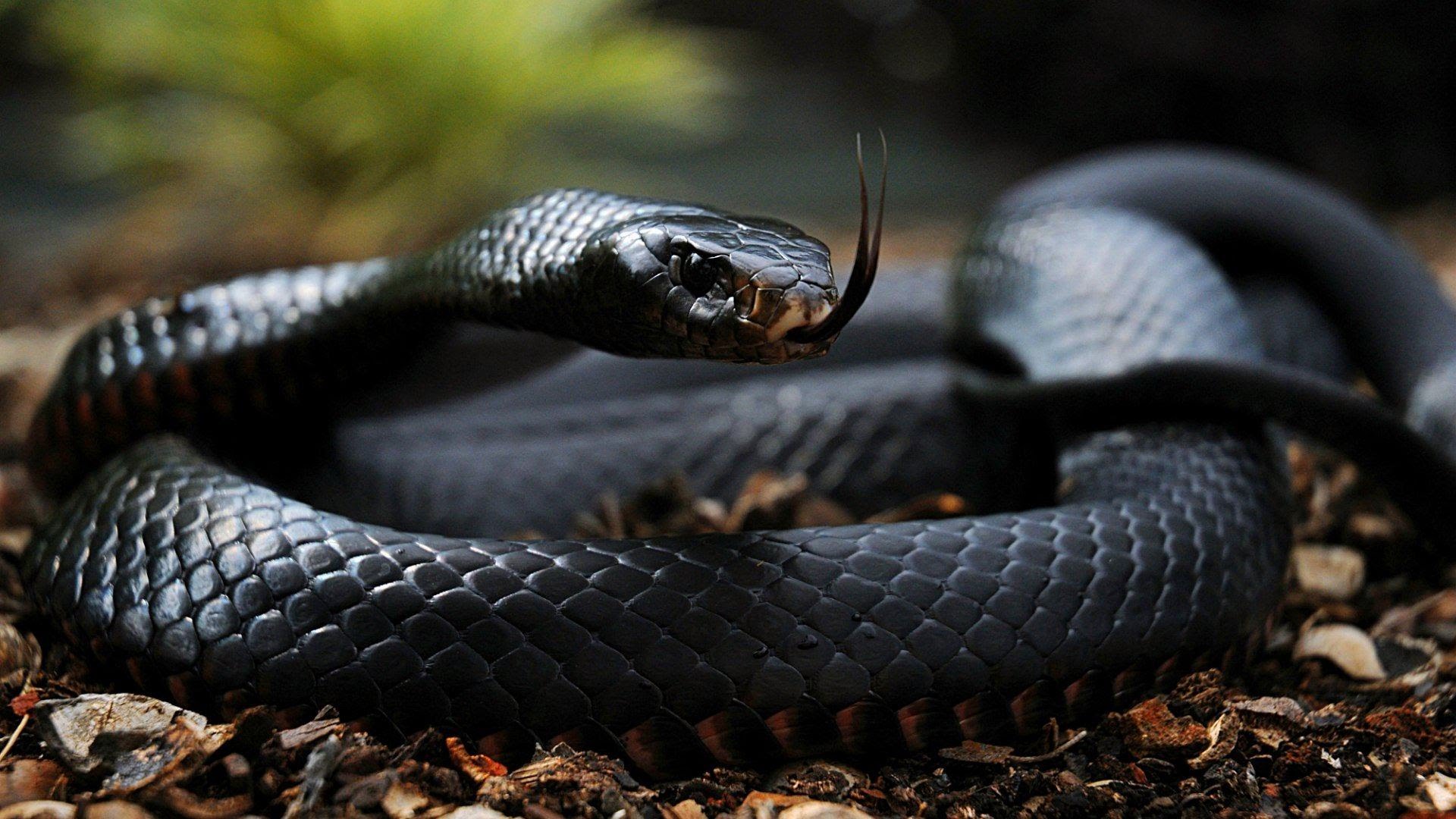10 most dangerous snakes in the world