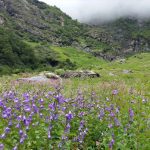 valley_of_flowers2