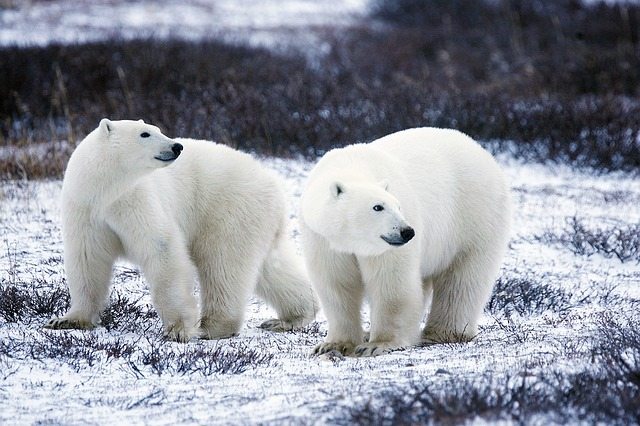 Polar Bear 1482935740