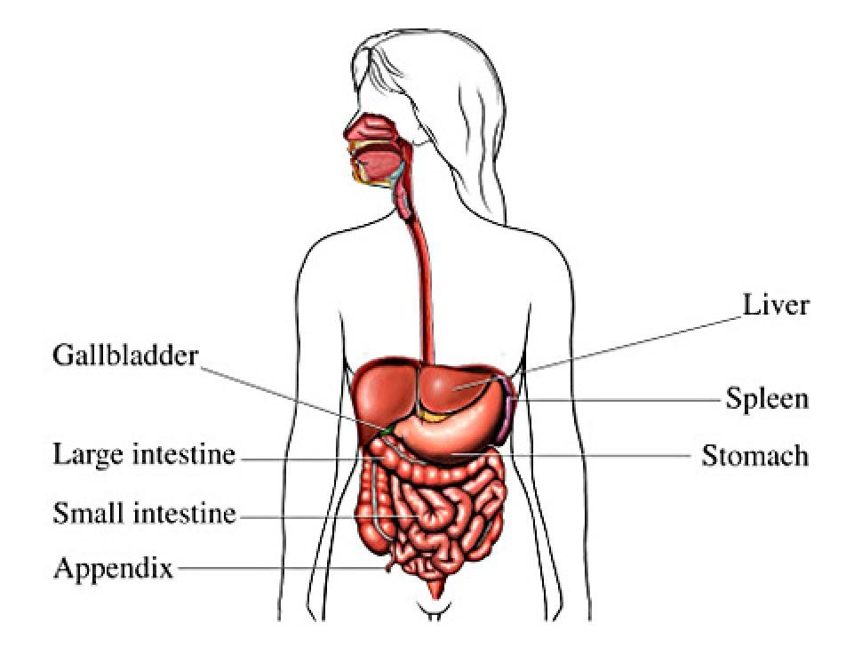 alg appendix organs graphic jpg