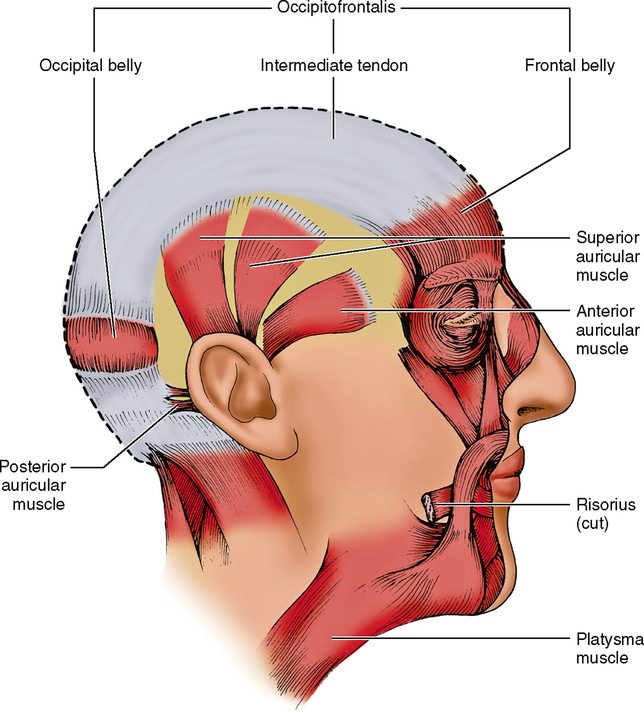 auricular muscle