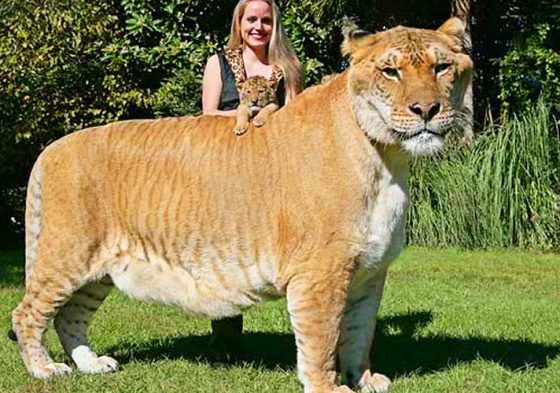 10 Animal Hybrids that are hard to believe actually exist!