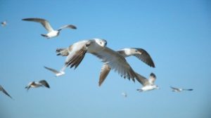 nature images White Birds Flying in the Blue Sky One is Looking at the Screen Clever