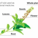 tulsi
