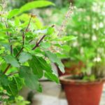 tulsi