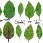 tulsi