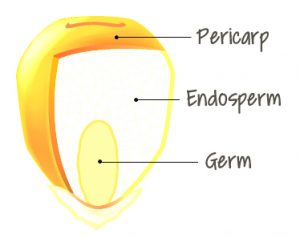 anatomy of a kernel