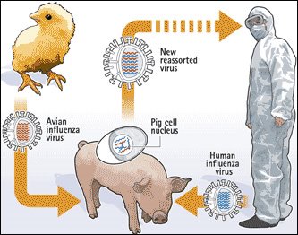 flu diagram