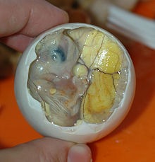 220px Inside a Balut Embryo and Yolk
