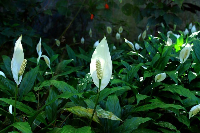 peace lily 830968 640