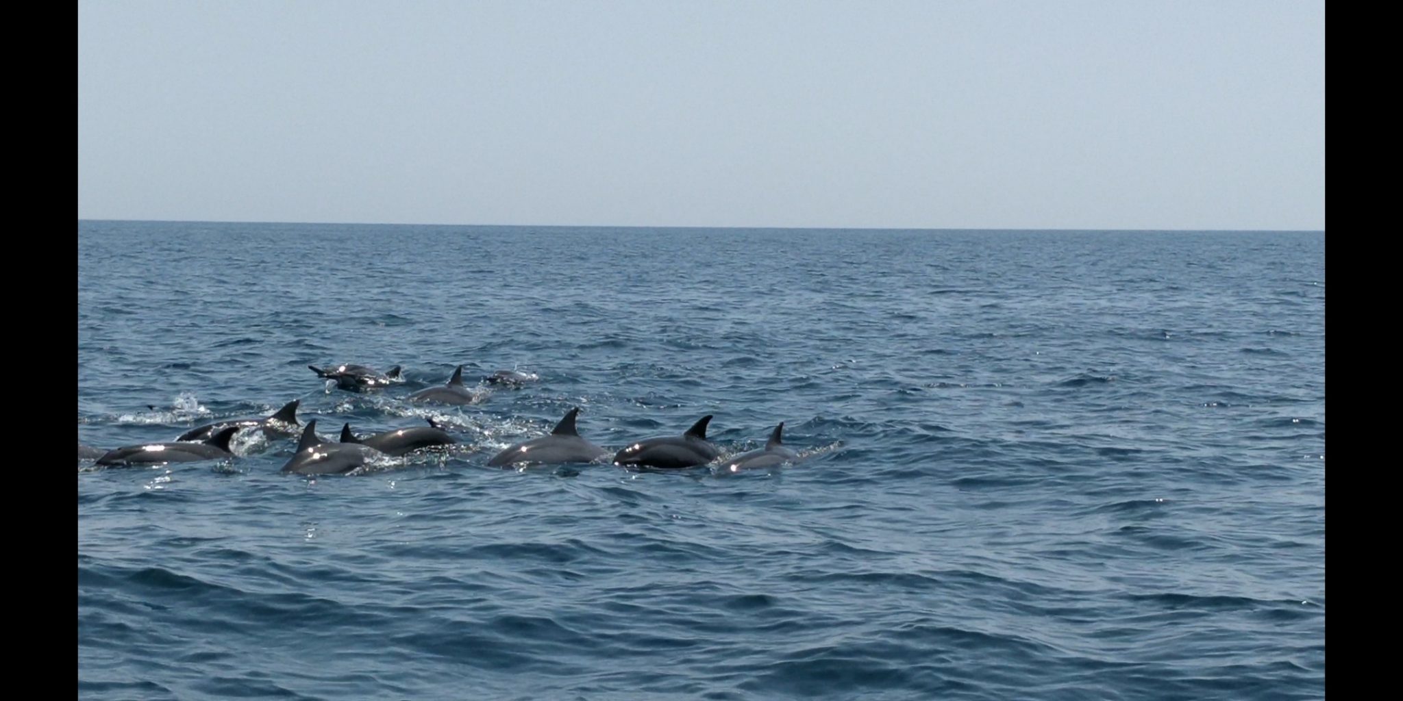 20. Dolphin Watching