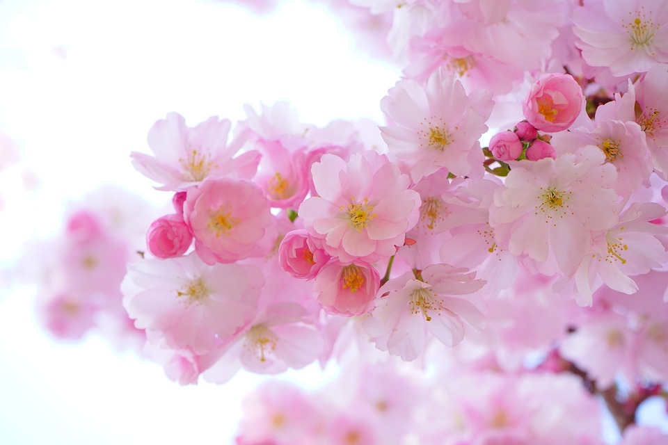 Japanese culture - Cherry blossom