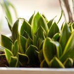 beautiful exotic sansevieria in flower pot indoors