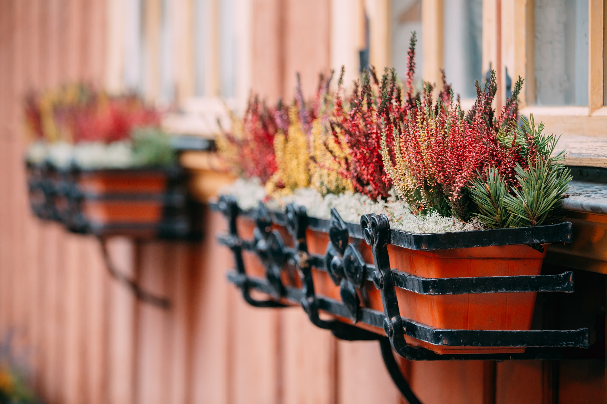 Bush Of Colorful Calluna Plants In Hanging Pots Under Window In