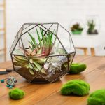 Glass geometric vases with indoor plants on wooden table