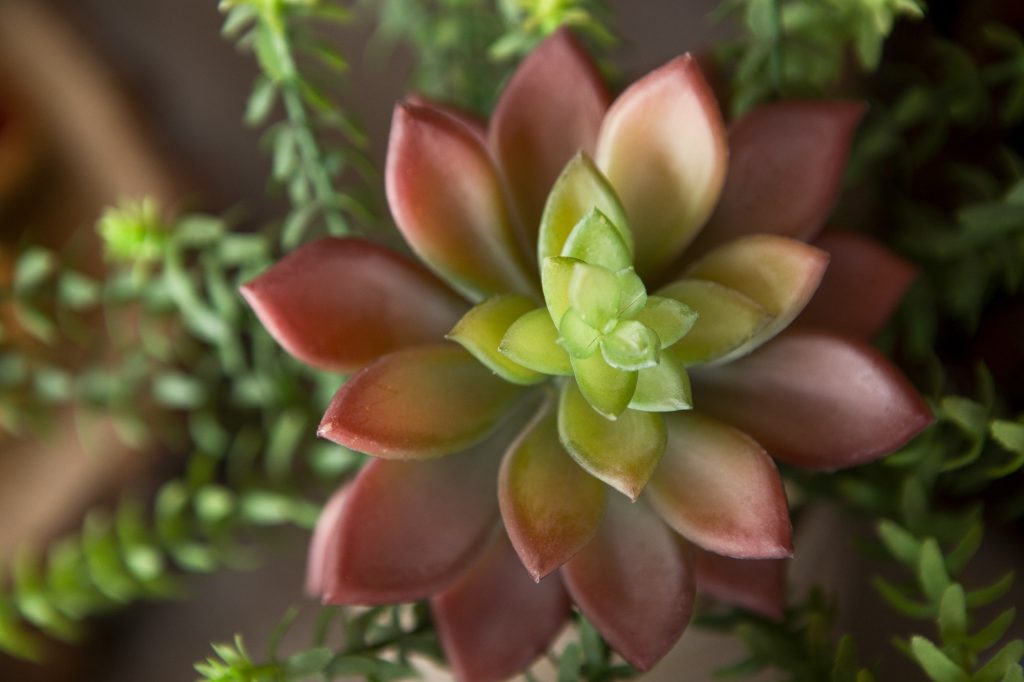 Home indoor succulent plant closeup