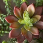 Home indoor succulent plant closeup