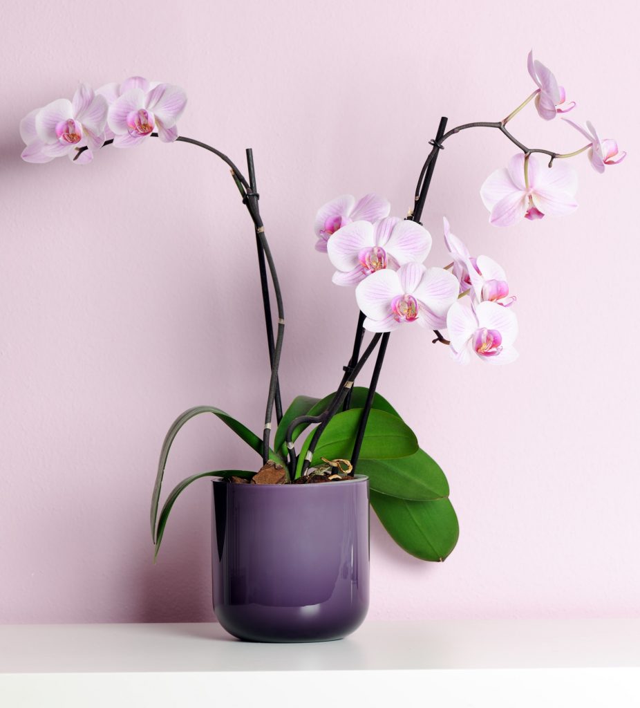 pink orchid