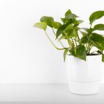 Pothos plant