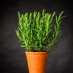 Rosemary Herb Plant Growing in Pot