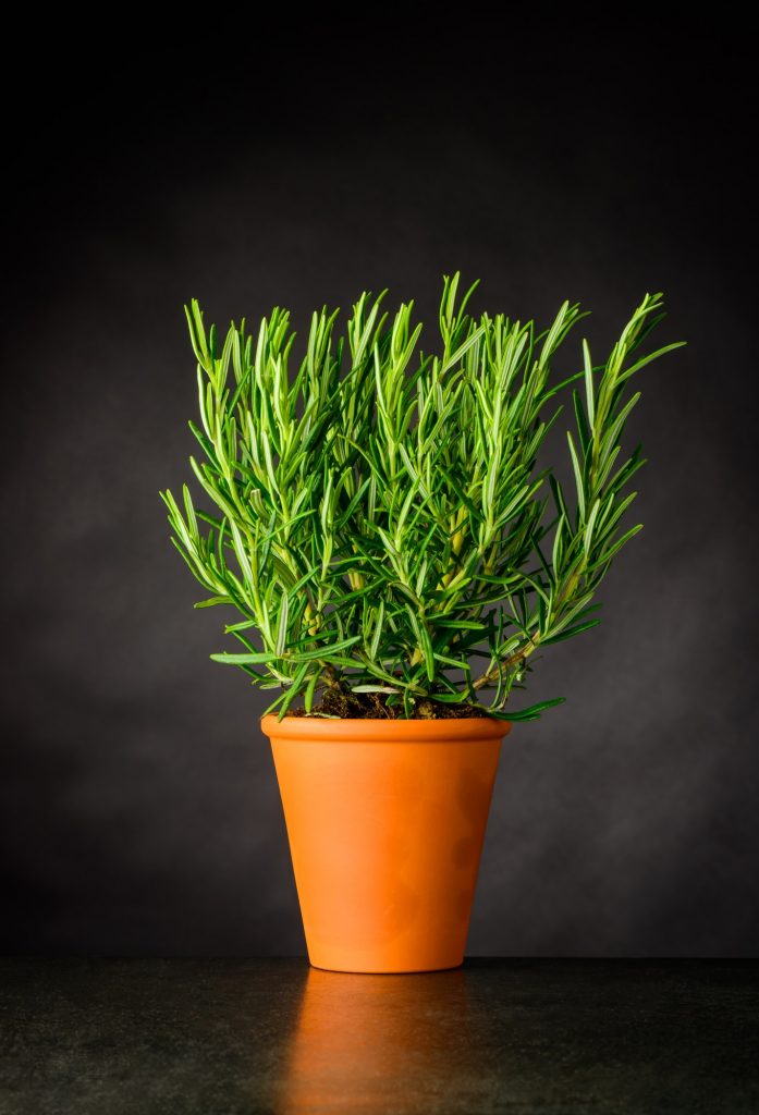 Rosemary Herb Plant Growing in Pot