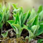 Spring sprouts young sage