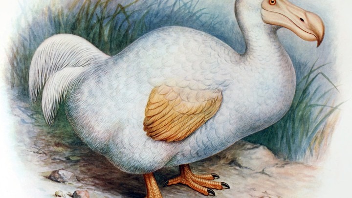 last dodo bird alive