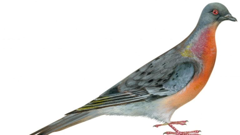  Passenger pigeon 